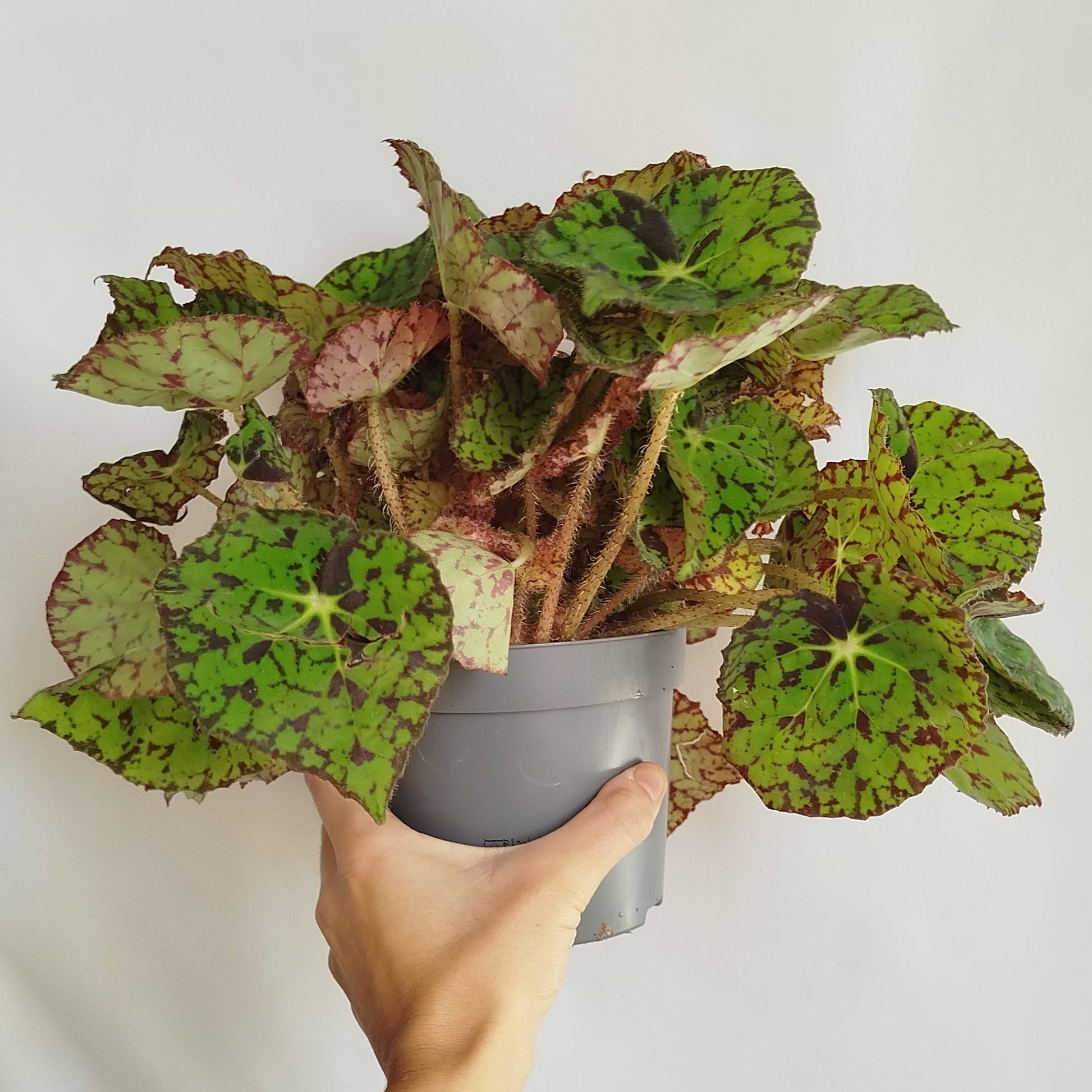Begonia Rex 'Froggy'
