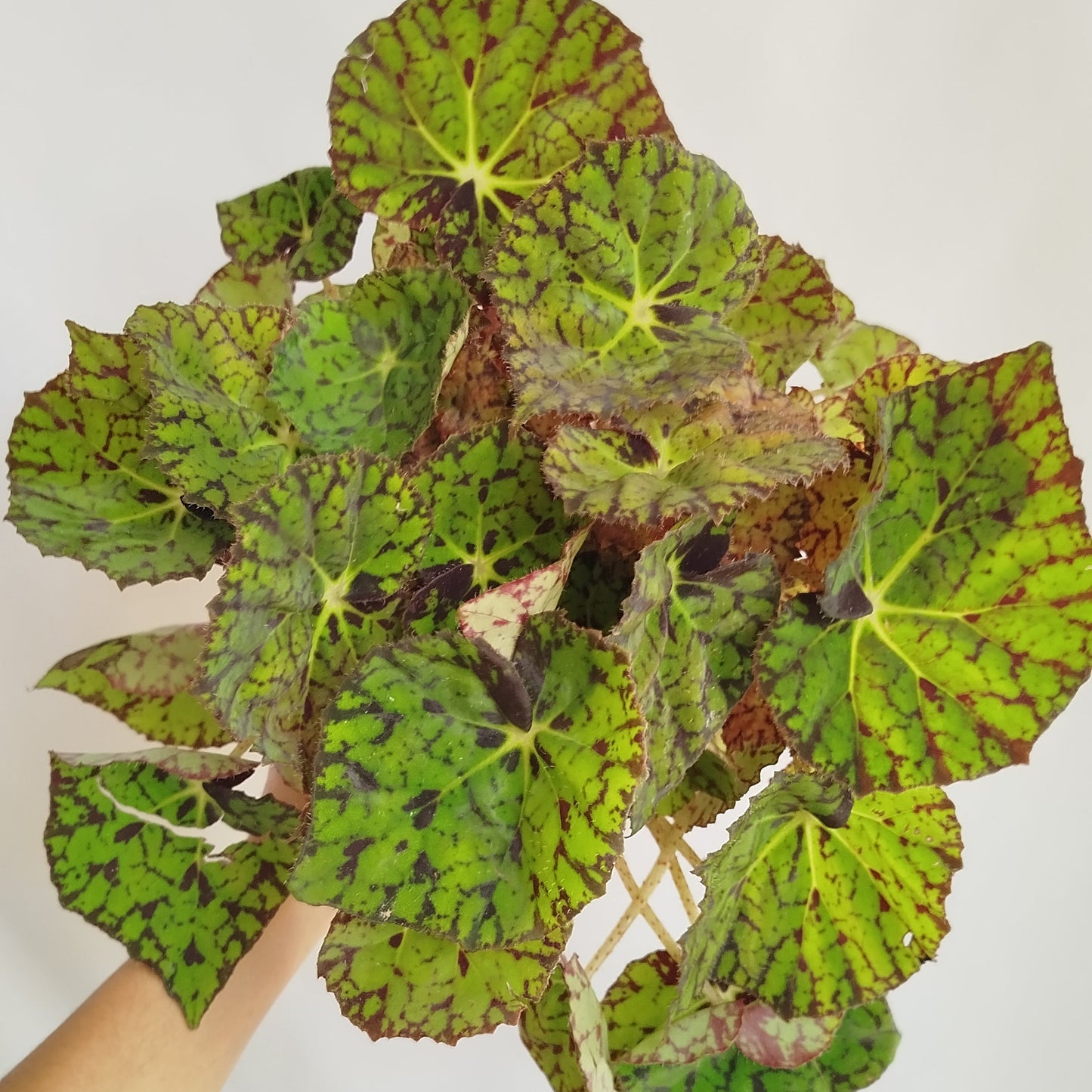 Begonia Rex 'Froggy'