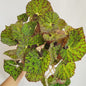Begonia Rex 'Froggy'