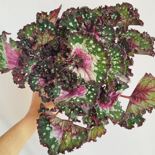 Begonia Rex 'Purple Blush'