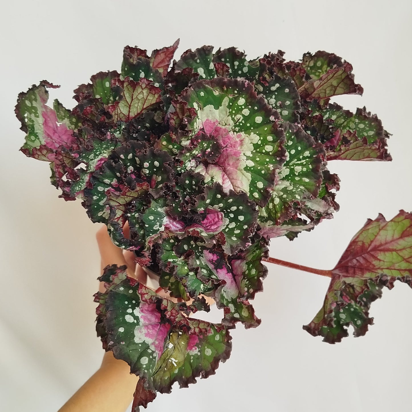 Begonia Rex 'Purple Blush'
