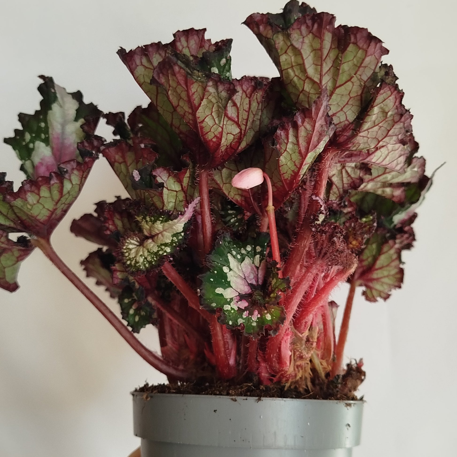 Begonia Rex 'Purple Blush'
