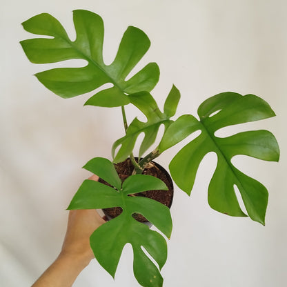Monstera Minima - Raphidophora Tetrasperma