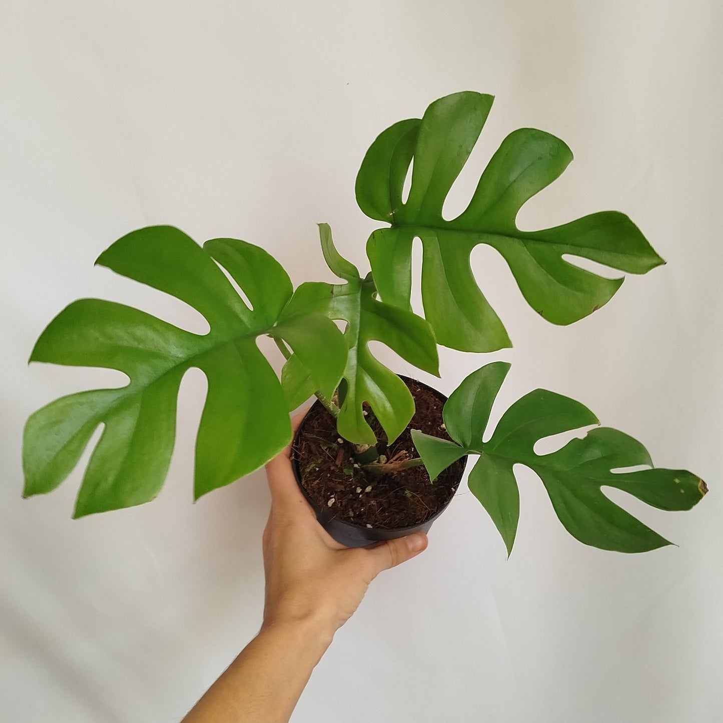 Monstera Minima - Raphidophora Tetrasperma