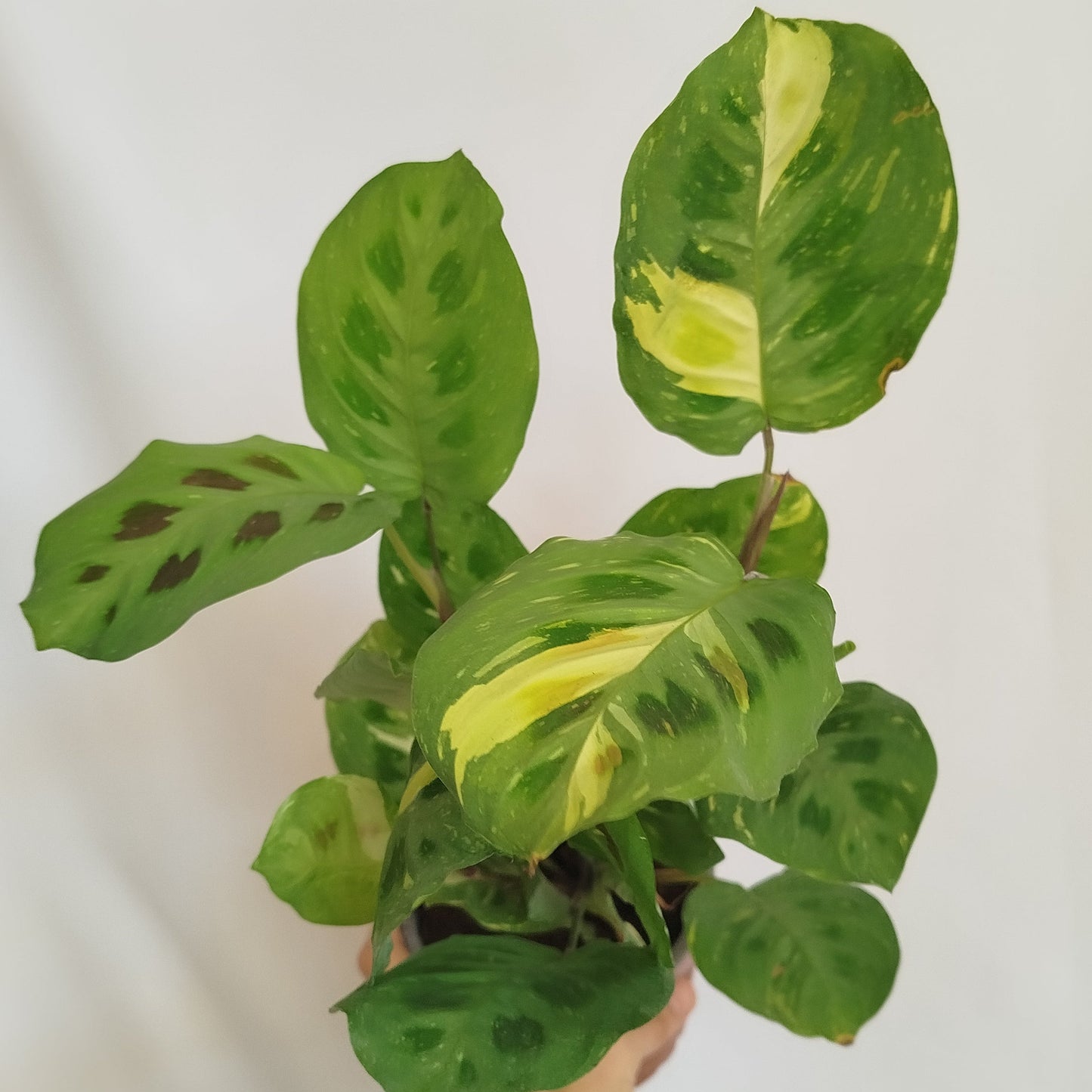Maranta kerchoveana variegata