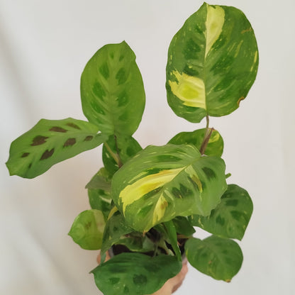 Maranta kerchoveana variegata