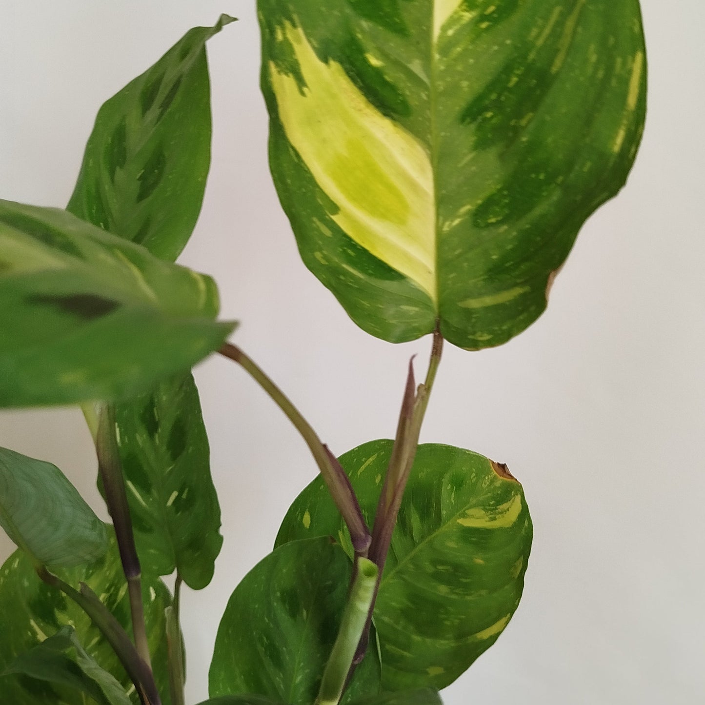 Maranta kerchoveana variegata