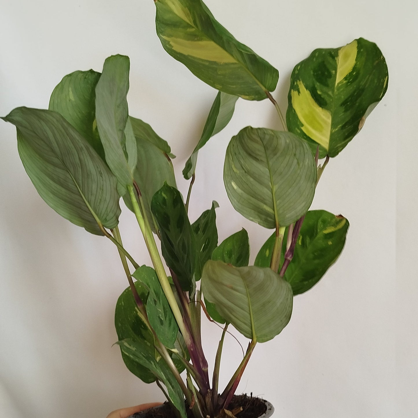 Maranta kerchoveana variegata