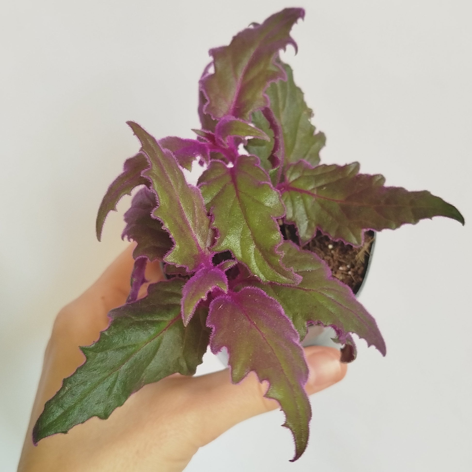 Gynura Purple